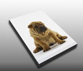 Pet Canvas prints